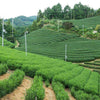 Organic Japanese Tea Farming And Why It Should Matter To You!