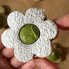 Matcha Pistachio Linzer Biscuits Recipe By Holly Belle Wood