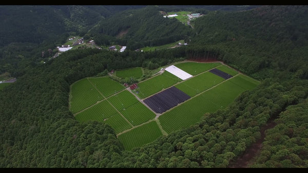 Japanese Matcha Harvest Seasons Explained: From First Flush to Your Cup