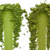 Matcha - Avoid these 5 costly buying mistakes!