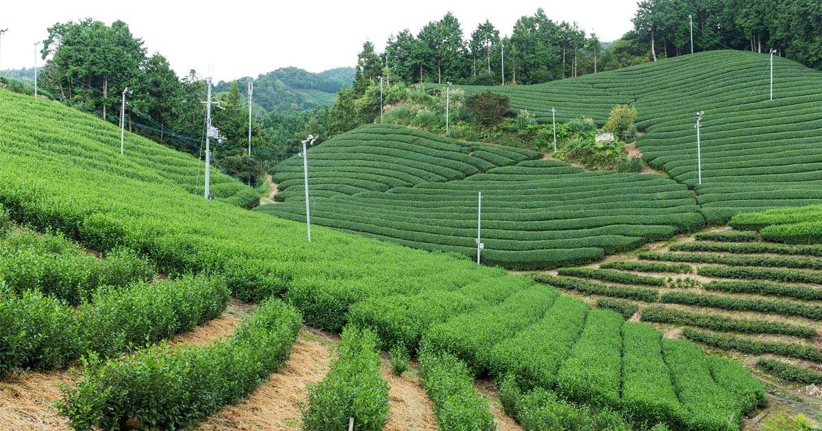 Organic Japanese Tea Farming: How Matcha & Green Tea Are Grown
