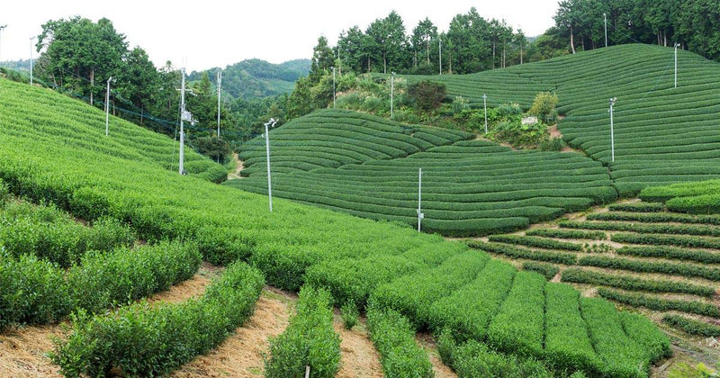 Organic Japanese Tea Farming: How Matcha & Green Tea Are Grown