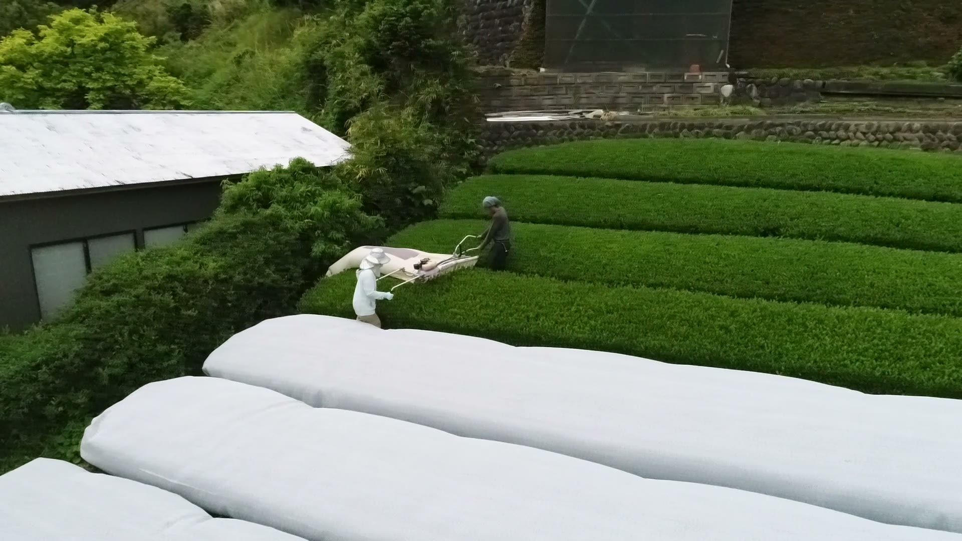 Two workers harvesting shaded tea rows with a handheld machine on a terraced Japanese tea field
