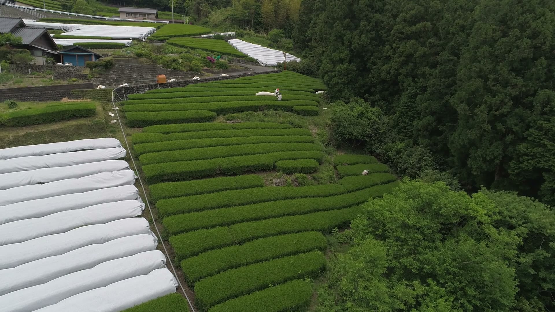 Terraced Japanese tea field with white shading covers across multiple rows