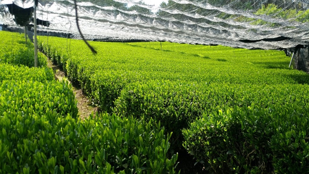 Tea rows under black shelf shading before harvest